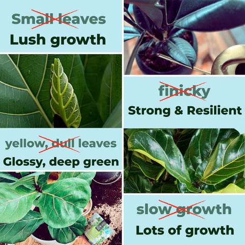 Bless Your Soil Fiddle Leaf Treats leaves close-up highlights vibrant color and shine