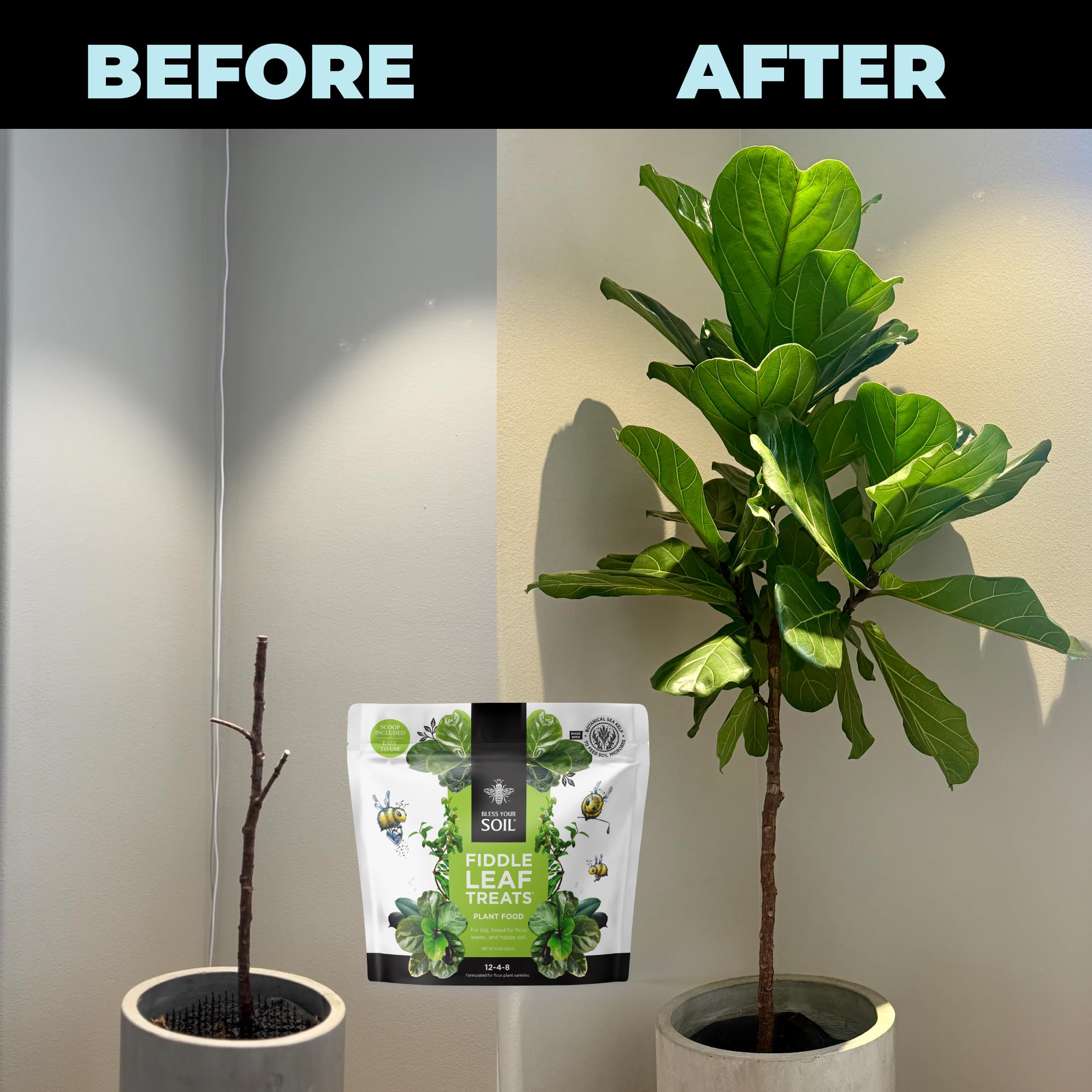 Bless Your Soil Fiddle Leaf Treats propagation image with healthy cuttings