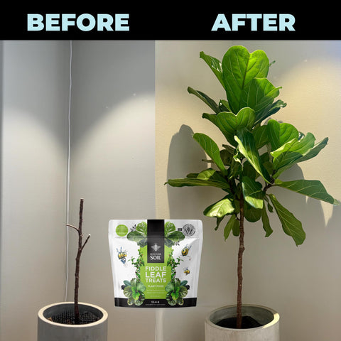 Bless Your Soil Fiddle Leaf Treats propagation image with healthy cuttings