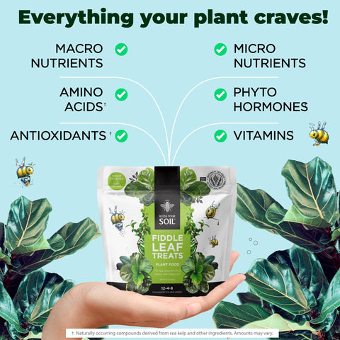 Bless Your Soil Fiddle Leaf Treats semi hydroponic setup shows versatility