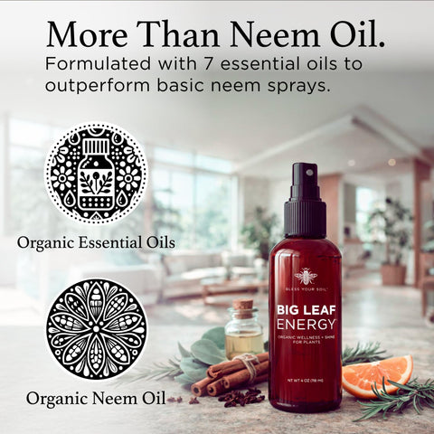 Indoor plants being treated with Bless Your Soil Neem Oil Spray.