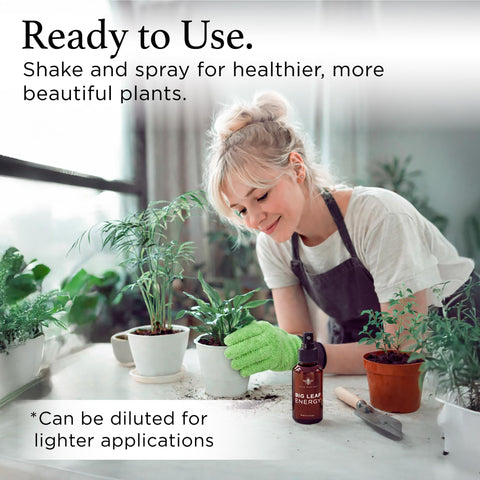Leaves show natural shine after application with Bless Your Soil Neem Oil Spray.