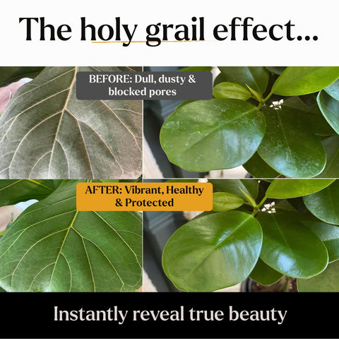 Bless Your Soil Neem Oil Spray misting indoor leaves for healthy care.