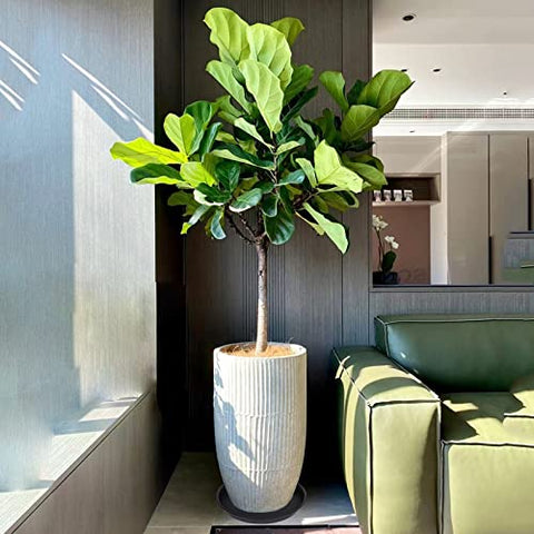 Bleuhome 14-inch plant-saucer edge detail highlights durable rim and stability.