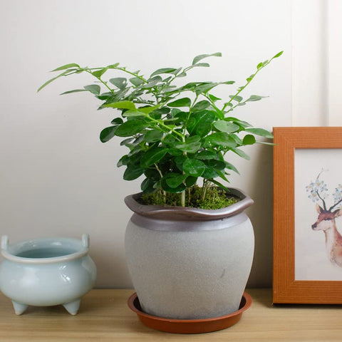 Bleuhome 4 inch terracotta pebble finish tray blends with decor.