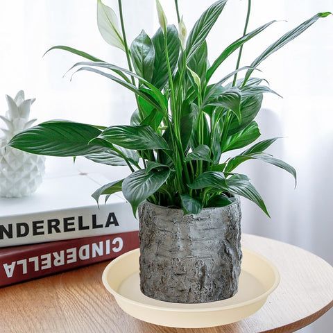 Bleuhome 6-inch beige plant saucer material close-up of durable PP plastic.