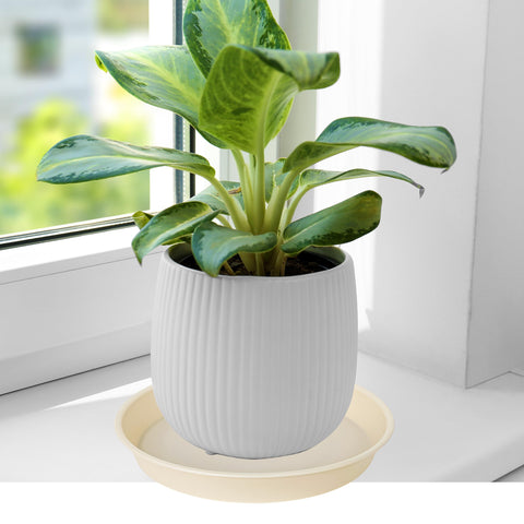 Bleuhome 6-inch beige saucer under-pot fit demonstrates suitable planter sizing.
