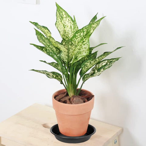 Bleuhome 6-inch plant saucer tray durable PP plastic for long-lasting performance.