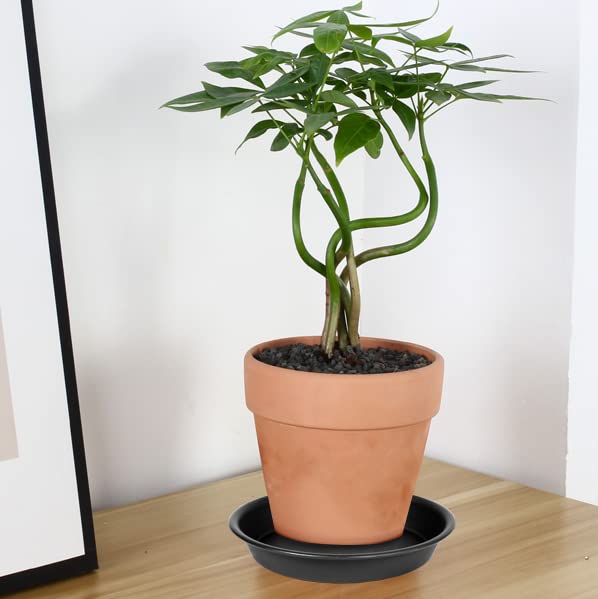 Bleuhome 6-inch plant saucer tray with matte finish complements modern interiors.