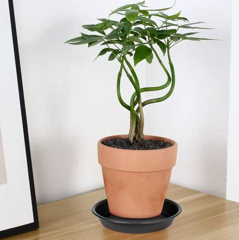 Bleuhome 6-inch plant saucer tray with matte finish complements modern interiors.