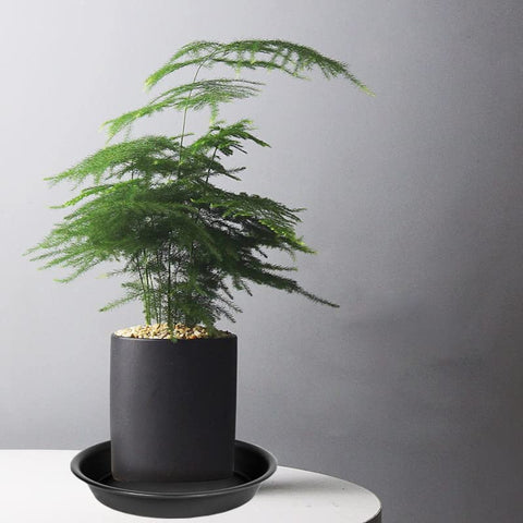 Bleuhome 6-inch plant saucer tray outdoor-use friendly and weather resistant.