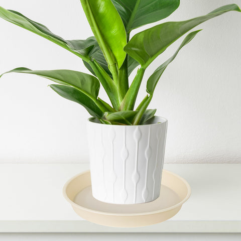 Bleuhome 6-pack beige plant saucers packaging view for storage.