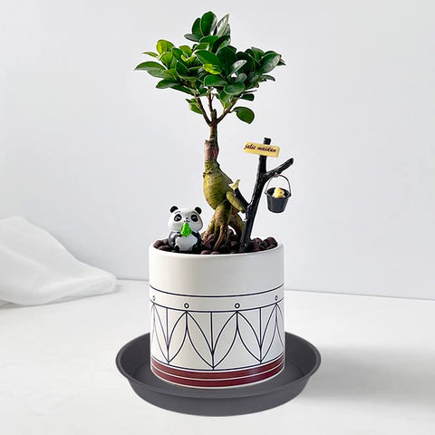 Bleuhome 6-pack planter saucer gray with assorted pots for indoor versatility.