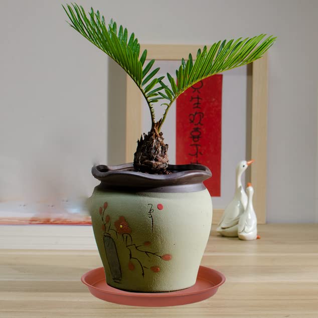 Bleuhome 6inch plant saucer leak-proof design keeps furniture clean