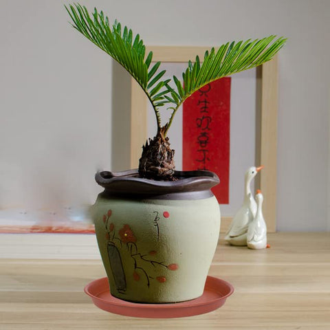 Bleuhome 6inch plant saucer leak-proof design keeps furniture clean