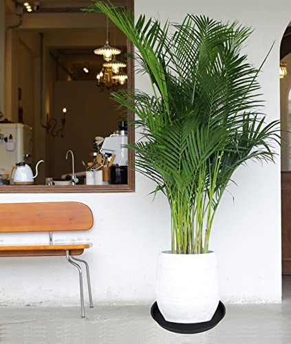 Bleuhome black 14-inch saucer product shot highlights versatility.