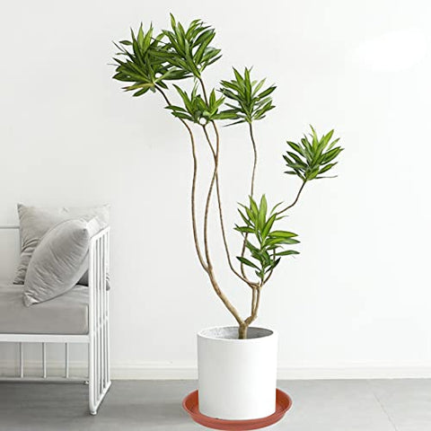 Bleuhome dark-brown 10-inch saucer; durable matte finish for planter pairing