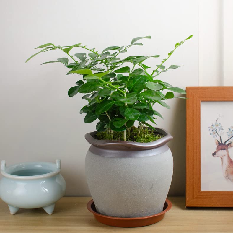 Bleuhome dark brown saucer complements planters without color clash