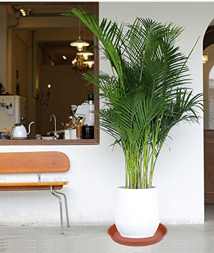 Bleuhome furniture-protection plant saucer; shields surfaces from water and soil