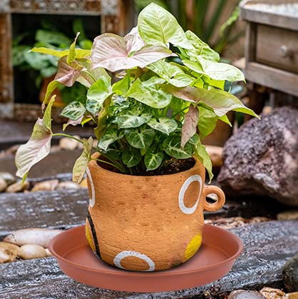 Bleuhome indoor-outdoor use saucer supports versatile placement