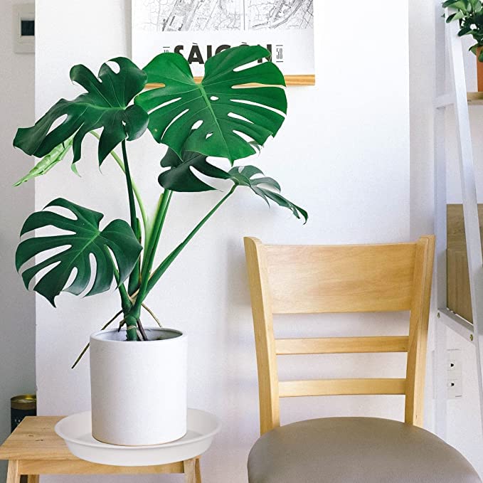 Bleuhome 6-inch cream saucer has a glossy inner surface, easy wiping.