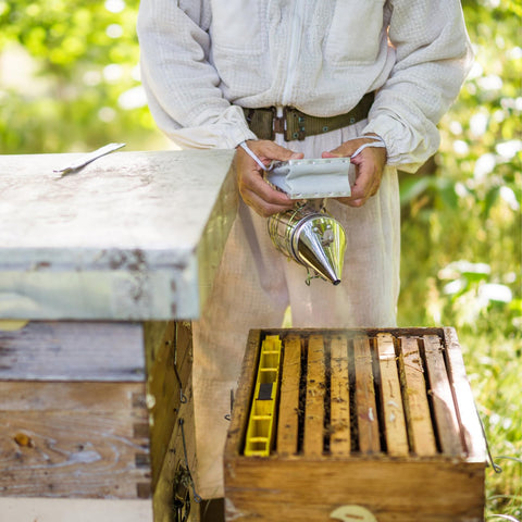 Blisstime Bee Smoker in use during beekeeping checks with controlled airflow