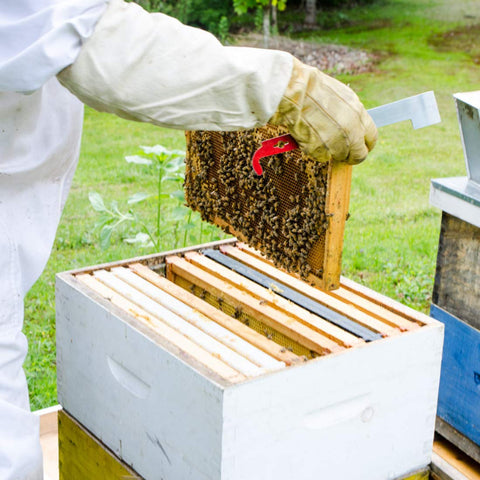 Blisstime beekeeping tool in use maintains steady frames during manipulation.
