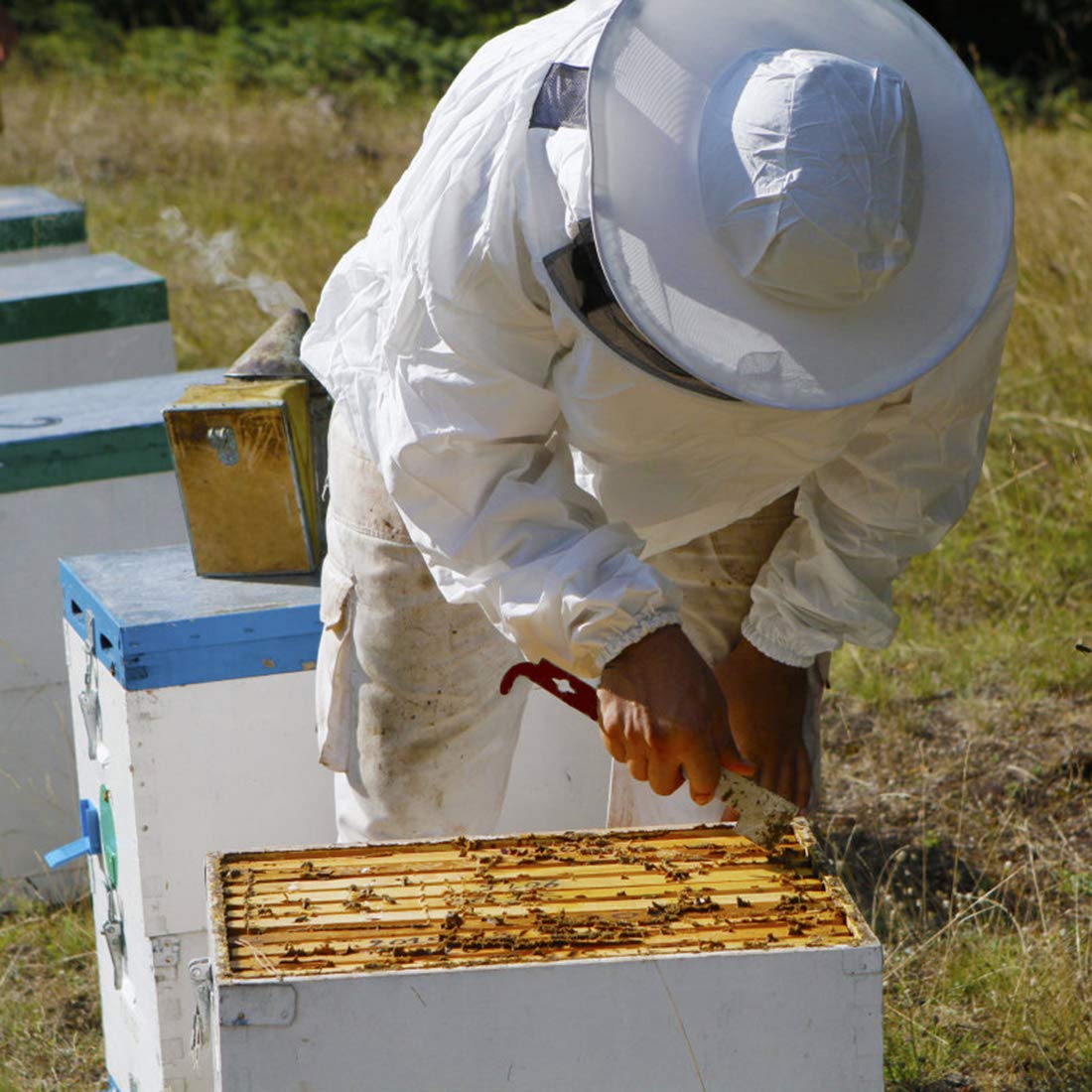 Blisstime two-pack hive tools keep you prepared during busy beekeeping days.