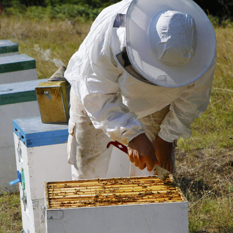 Blisstime two-pack hive tools keep you prepared during busy beekeeping days.