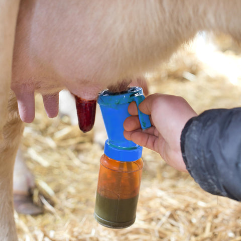 Blisstime teat dip cup blue ready-to-use design during milking sessions