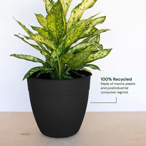 Removable saucer on Bloem Dayton prevents spills during watering.