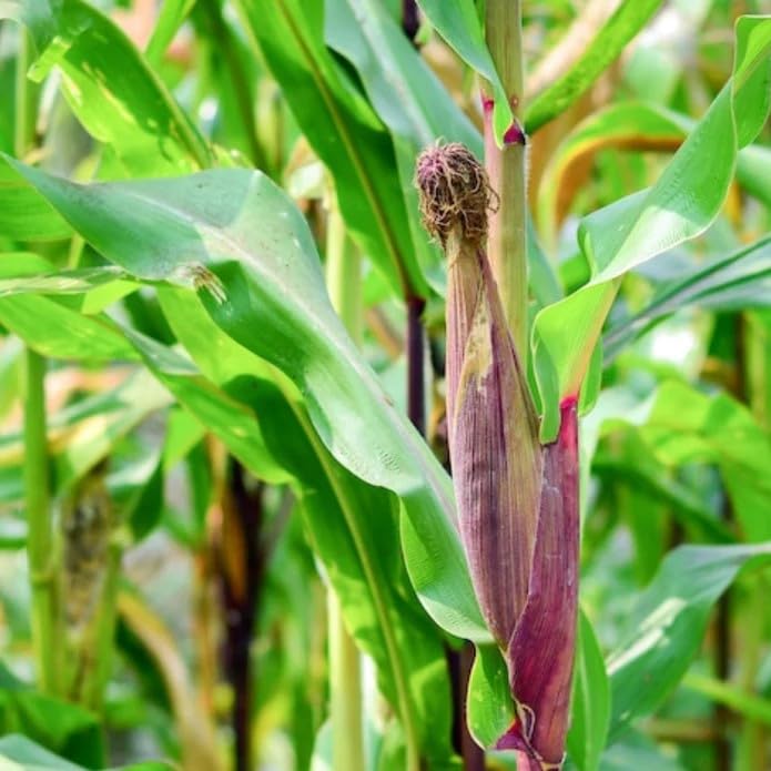 Bloody Butcher corn adds decorative charm indoors or outdoors.