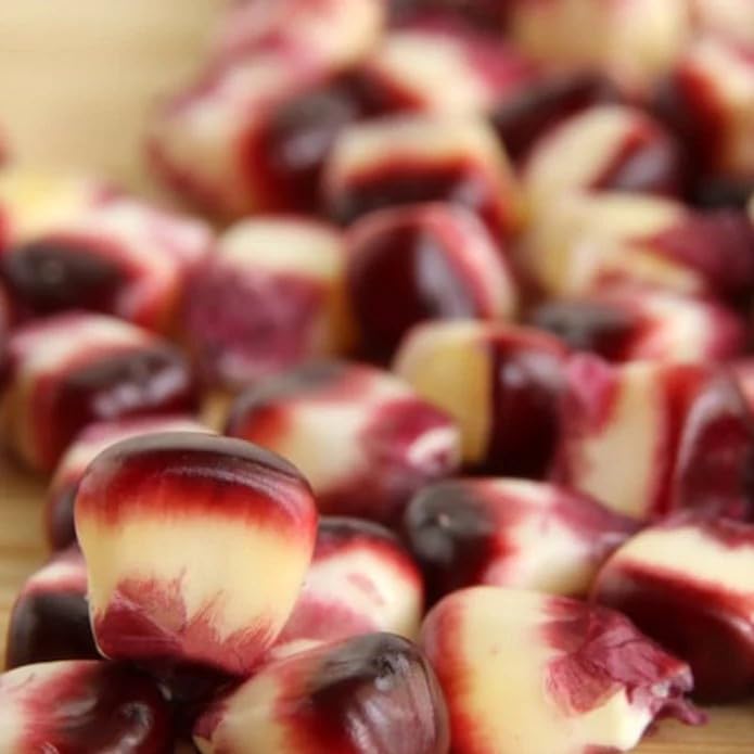 Bloody Butcher ears harvested young for roasting or frying at home.