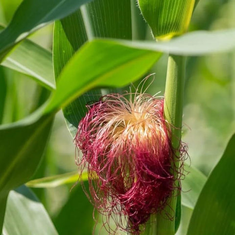 Bloody Butcher kernels suitable for red flour or cornmeal in baking.