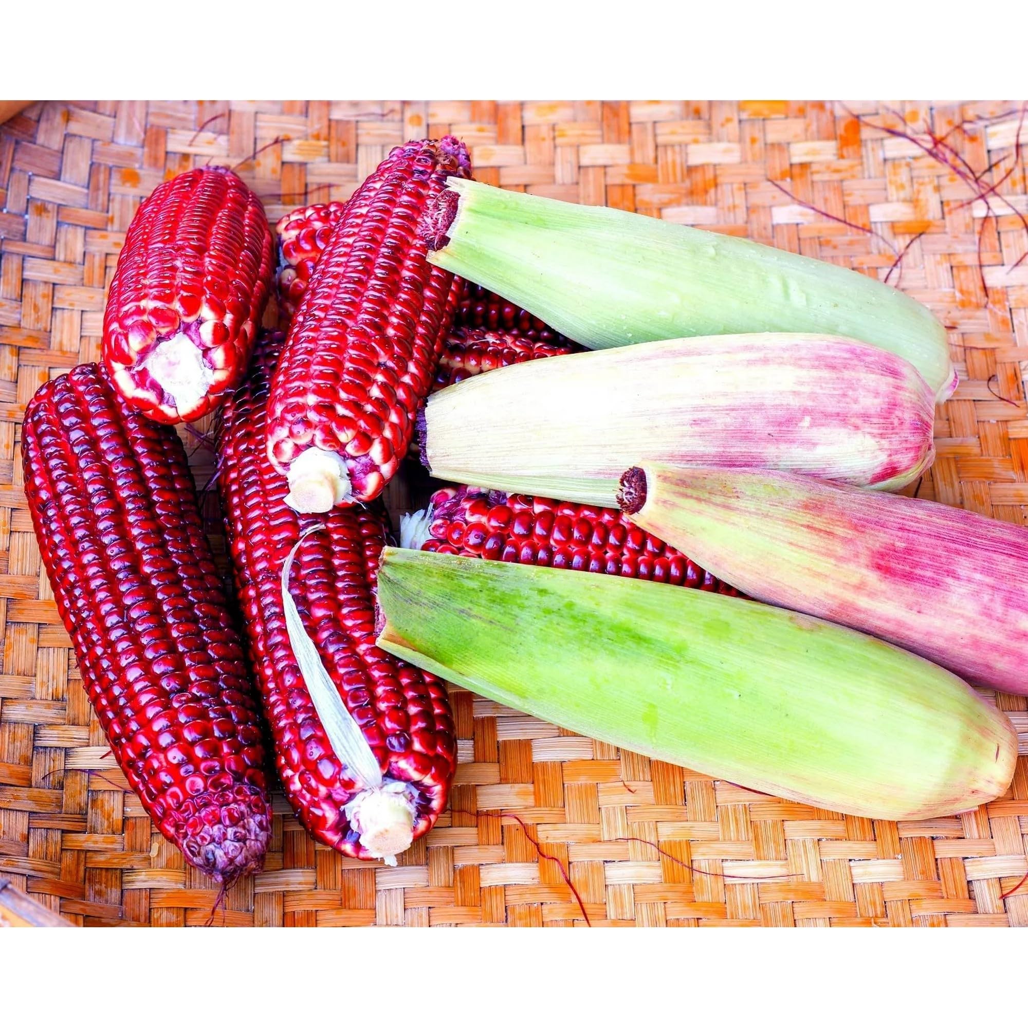 Bloody Butcher corn with striking red hues, ideal for vibrant dishes and displays.