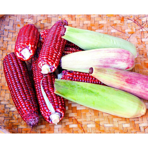Bloody Butcher corn with striking red hues, ideal for vibrant dishes and displays.