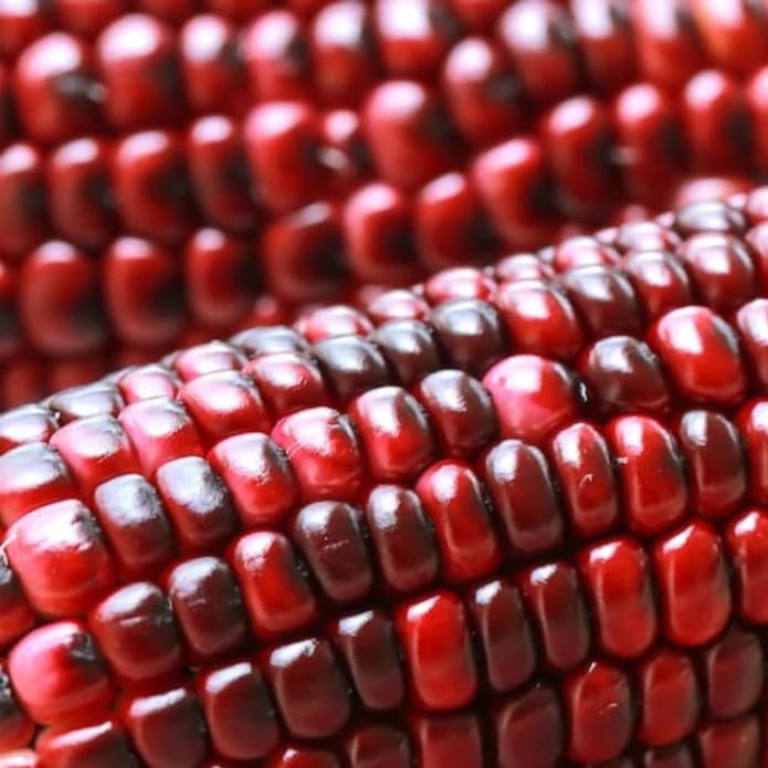 Bloody Butcher corn plants reach tall heights for dramatic garden focal points.