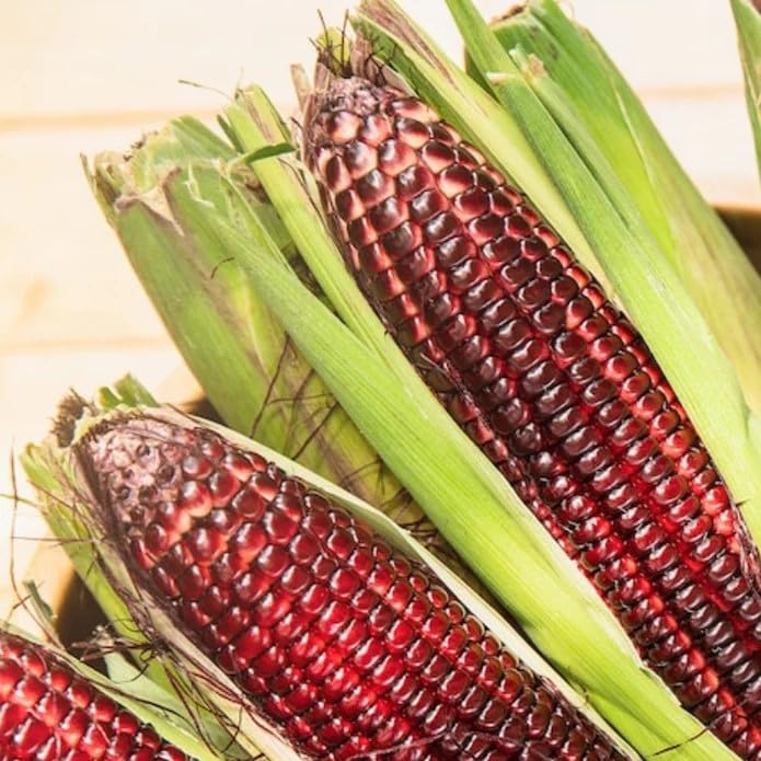 Bloody Butcher seeds are open-pollinated and non-GMO for authentic gardening.