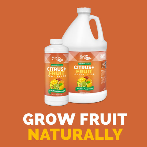 Bloom City liquid plant food application on a healthy fruit tree for steady growth.