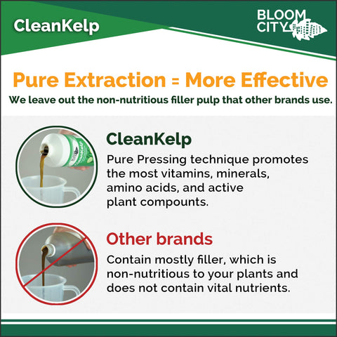 Bloom City seaweed fertilizer lawn application promotes lush green turf.