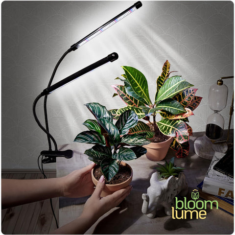 Bloom Lume energy-efficient 10W tubes for bright output in compact spaces
