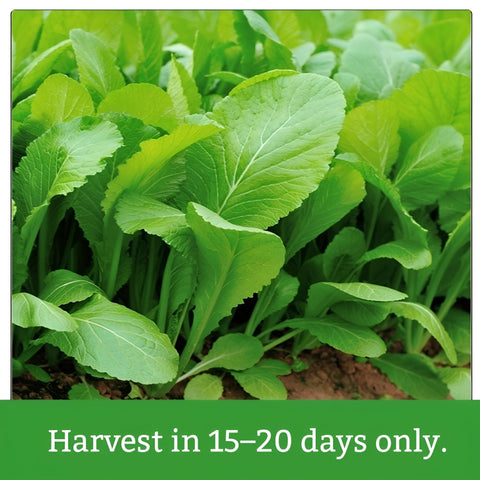 Bloomtiva baby mustard greens seeds garden bed setup for easy growing