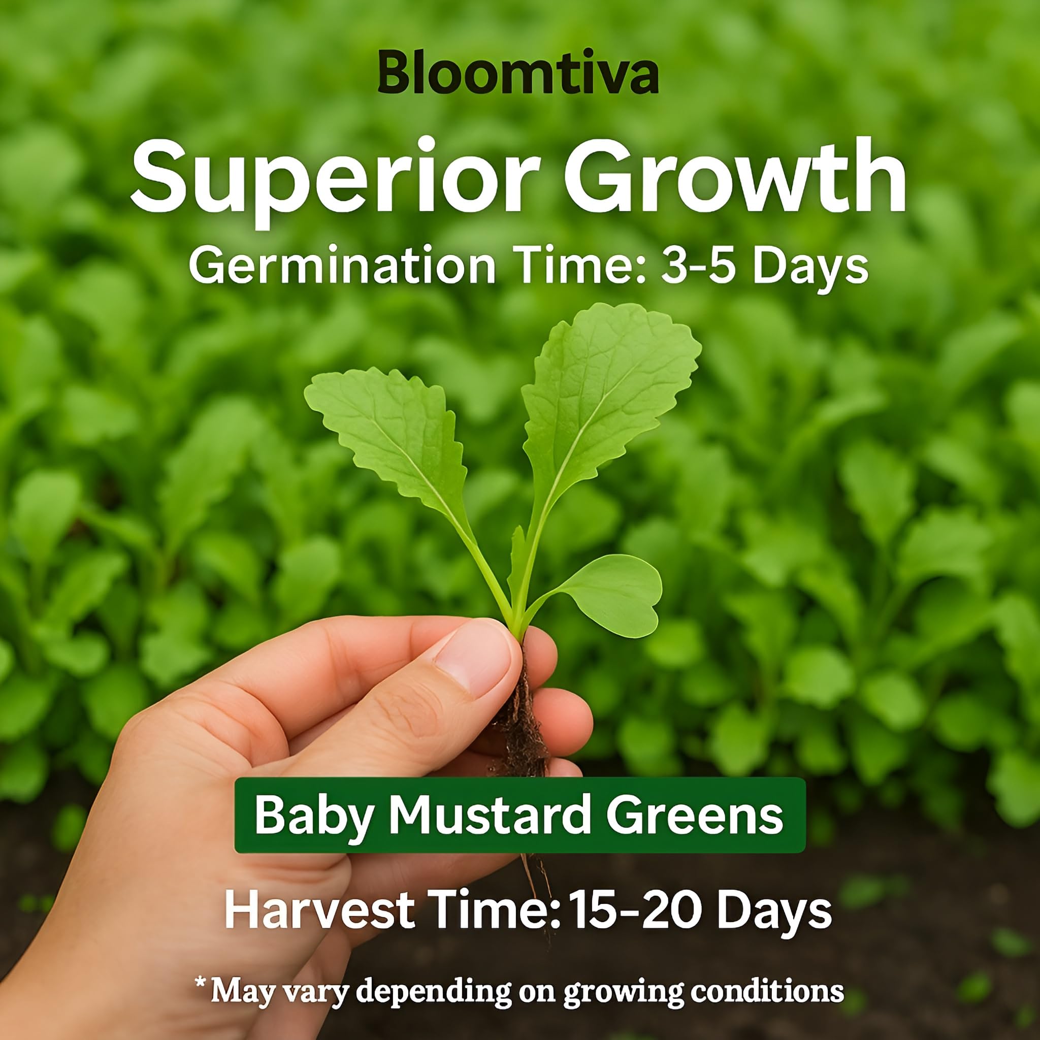 Bloomtiva baby mustard greens seeds germination progress shows healthy sprouts
