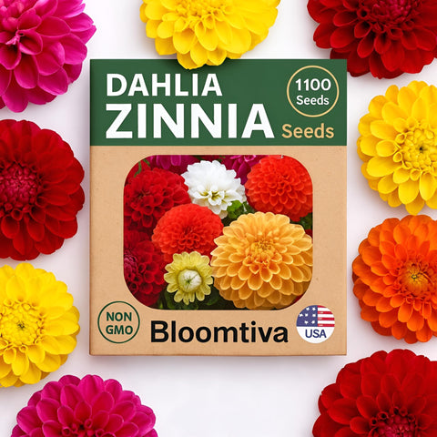 Bloomtiva Dahlia Zinnia seeds bulk with mixed colors for vibrant garden borders