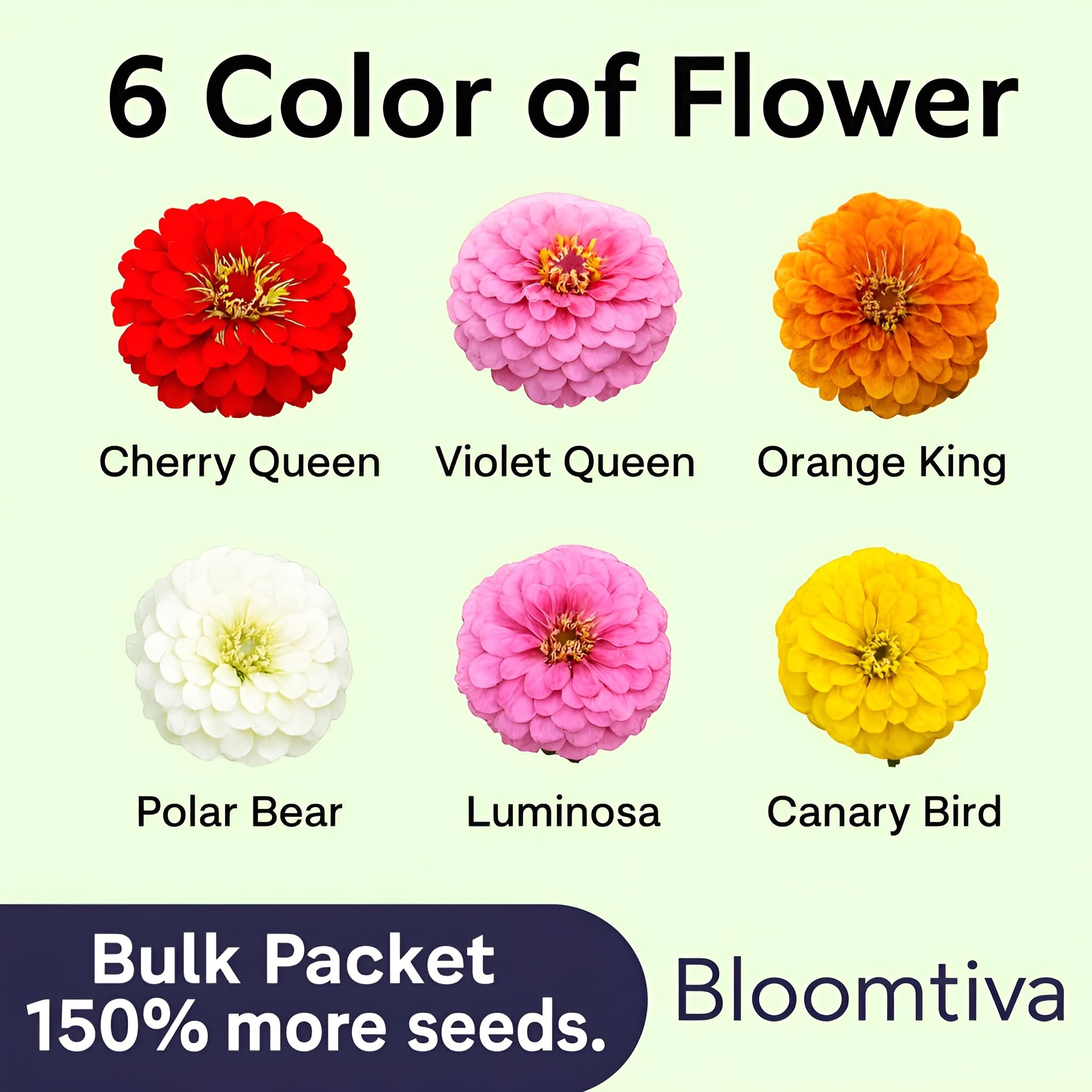 Pollinator-friendly Bloomtiva Zinnias attract bees and butterflies