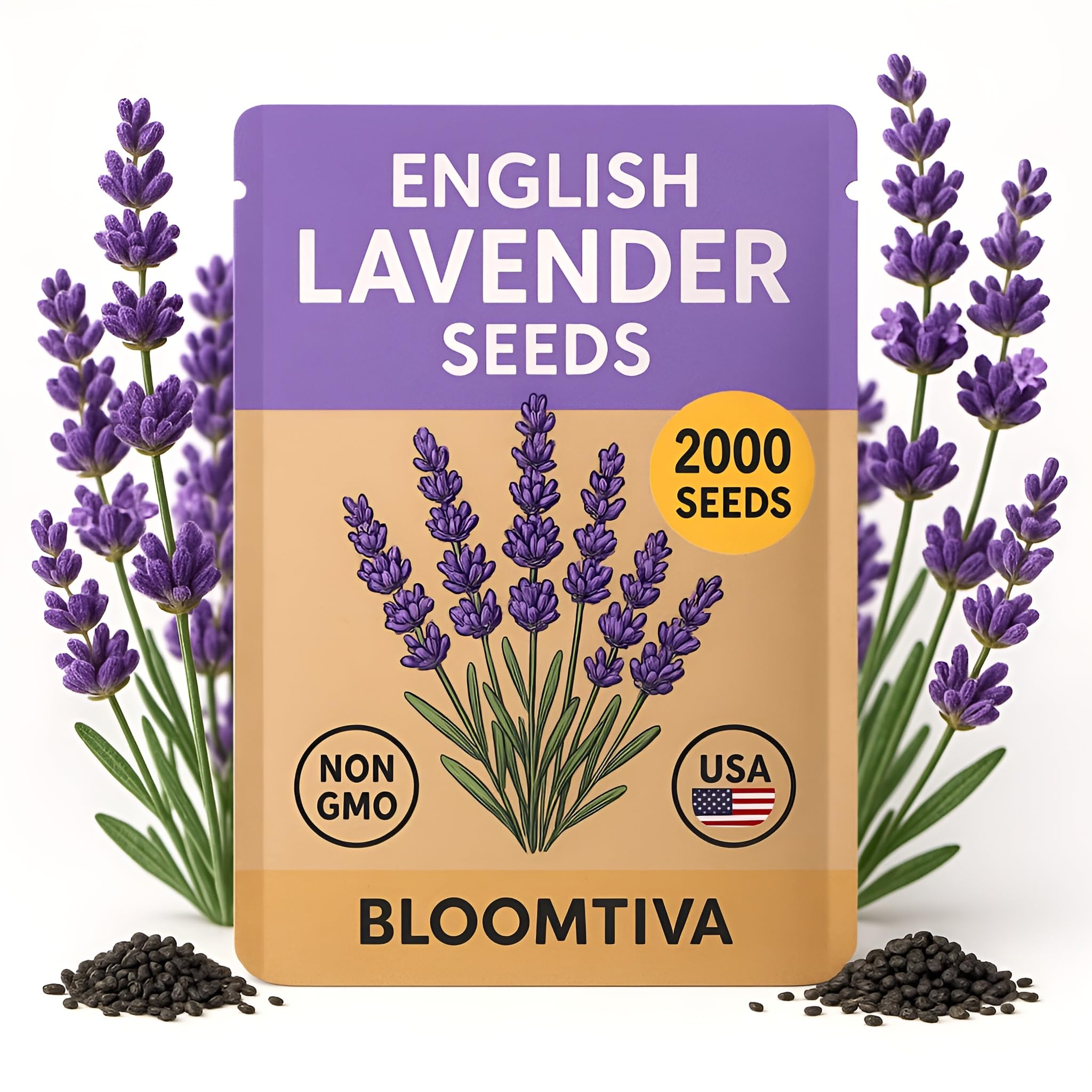 Bloomtiva lavender blossoms create vibrant purple color along sunny borders.