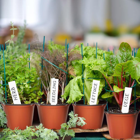 Bluckincle nursery pot with drainage holes promotes healthy root drainage.
