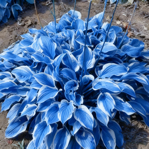 Blue Hosta seeds show blue-green foliage for shade garden borders