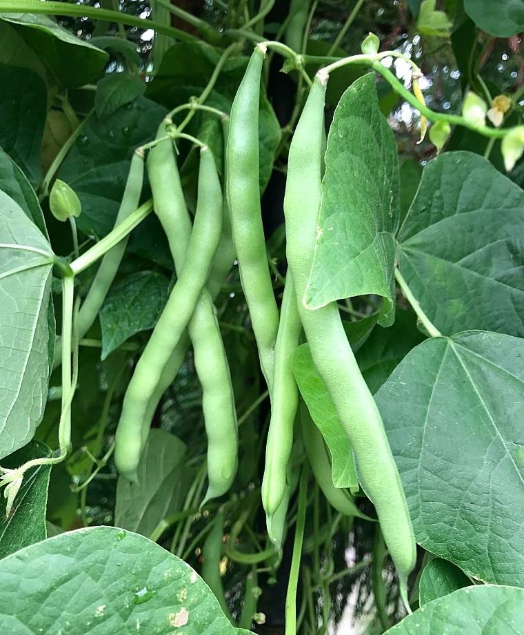 Blue Lake Pole Bean Pods Closeup: crisp, tender pods ready for meals