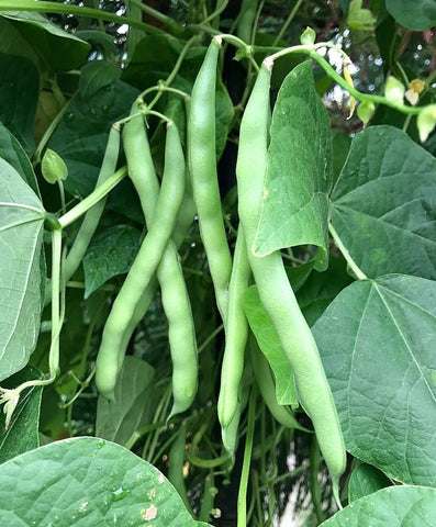 Blue Lake Pole Bean Pods Closeup: crisp, tender pods ready for meals